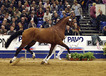 lupicor_lux_z_x__pilot_x_cor_de_la_bryere_at_the_kwpn_stallion_approval